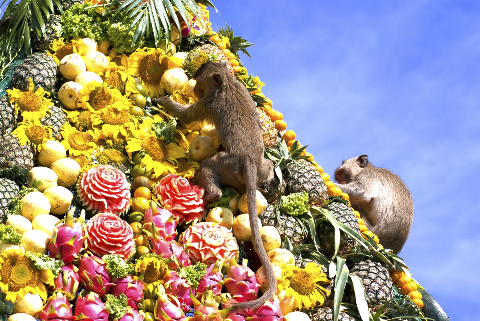 Lopburi Monkey Banquet Festival - The Most Unique Festival in Thailand -  BestPrice Travel
