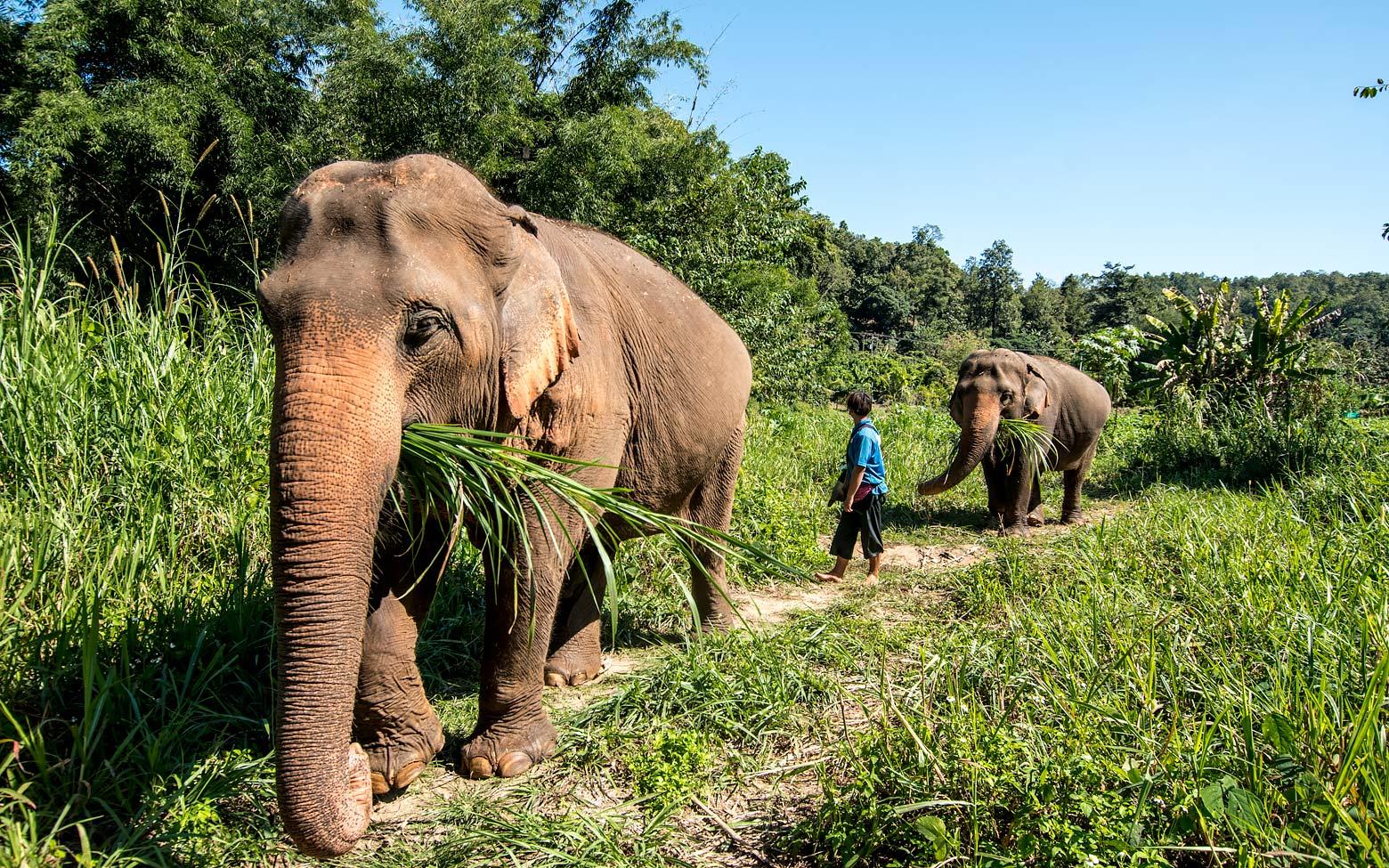 Elephant Nature Park - 5 Elephant Sanctuaries to Visit in Chiang Mai