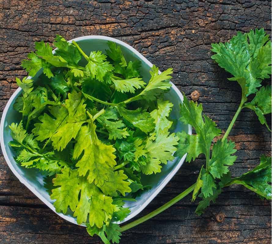 Coriander - Traditional spices used in Thai Cuisine