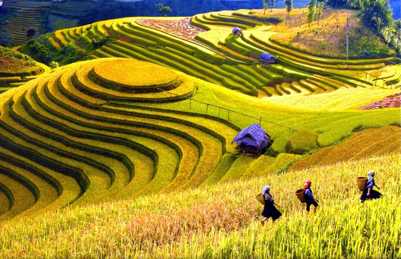 Trekking through rice terraces