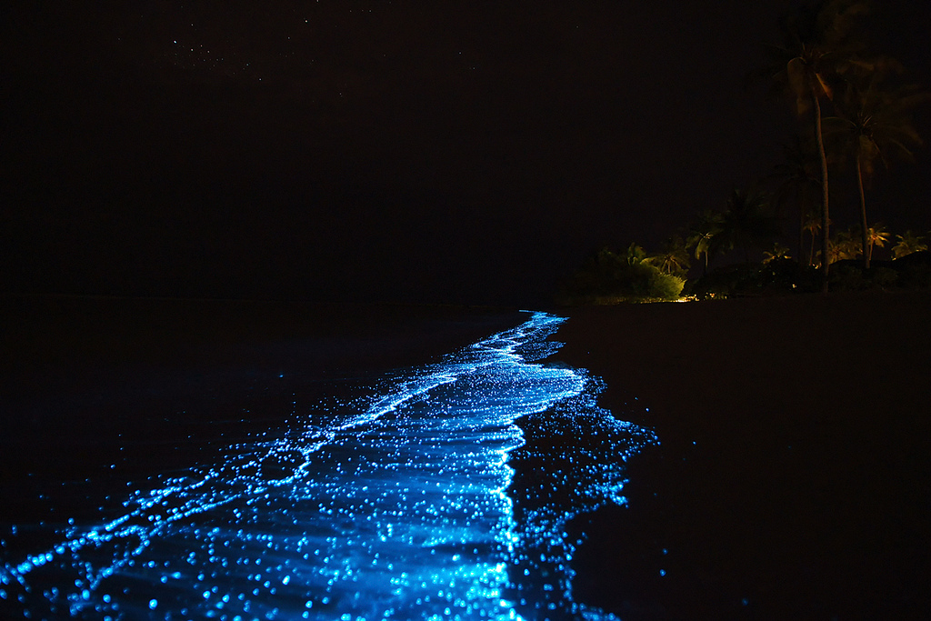 bioluminescent plankton - Things to do in Cat Ba