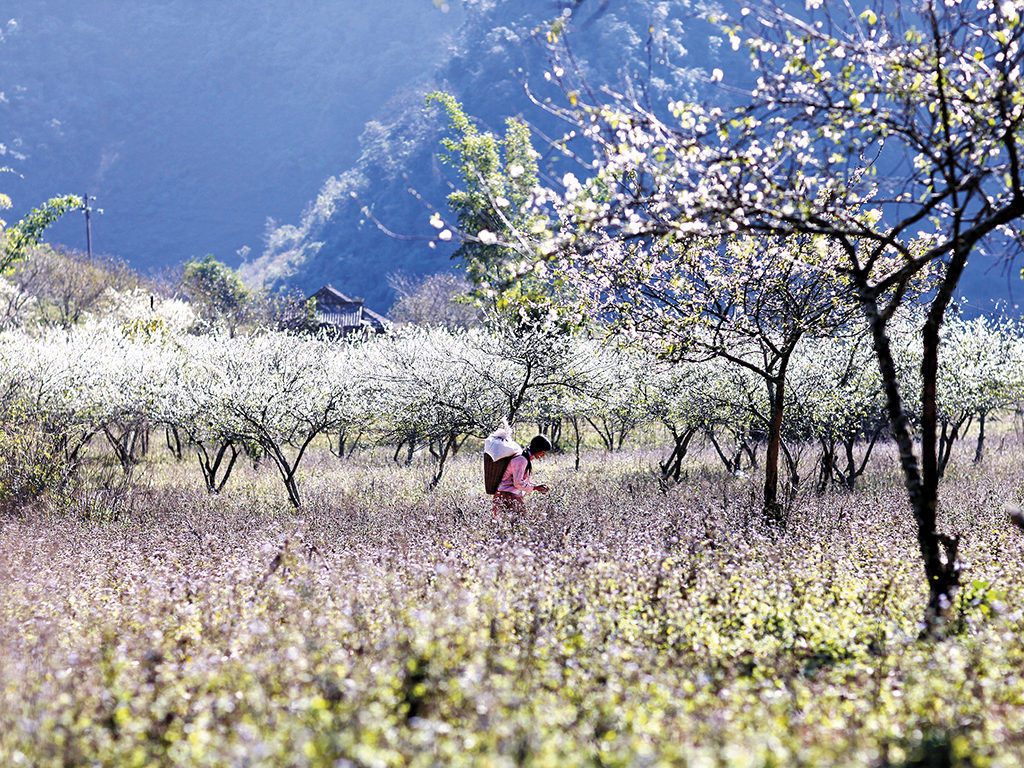 Spring is best time to see flower blooming in North Vietnam