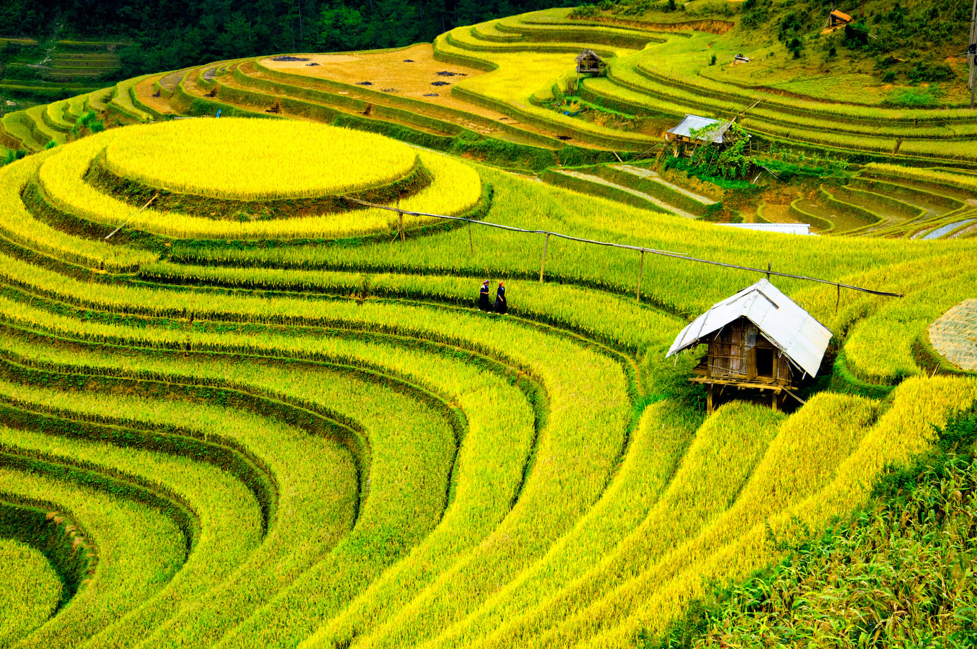 Autumn is best time to see golden rice terraces north vietnam