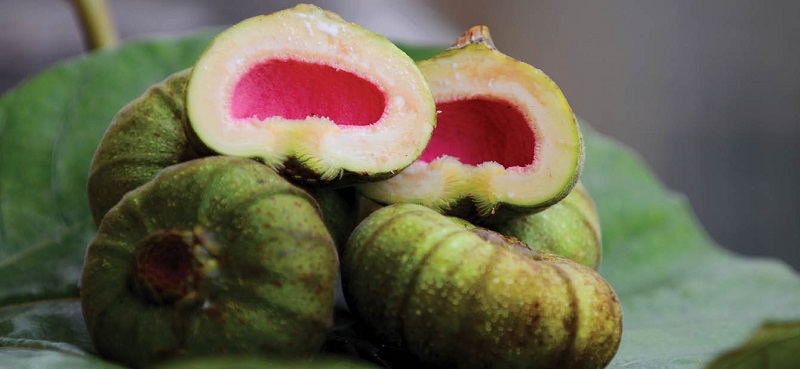 Tra Va (Hue Fig Tea) fruit 