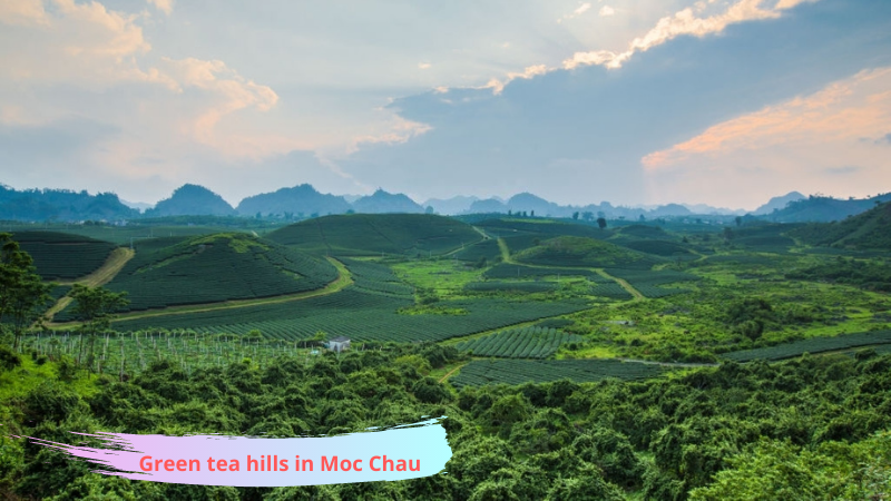 Moc Chau green tea hills - Vietnamese tourists' hot search