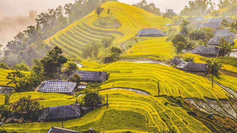 See Rice terrace field at Hoang Su Phi