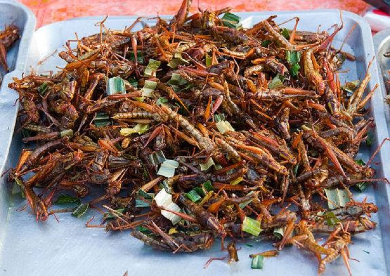 Grasshopper insect food
