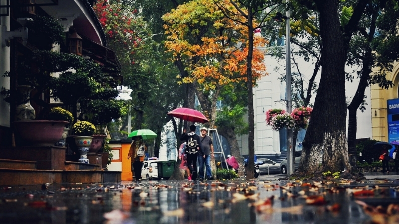 Hanoi Spring with dizzily