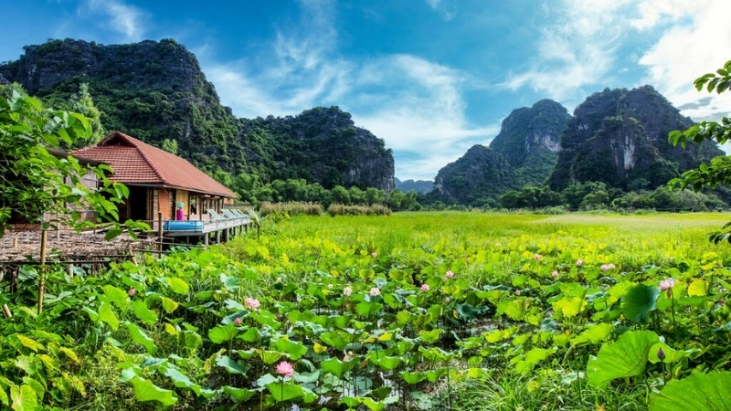 Lotus Field Homestay Ninh Binh