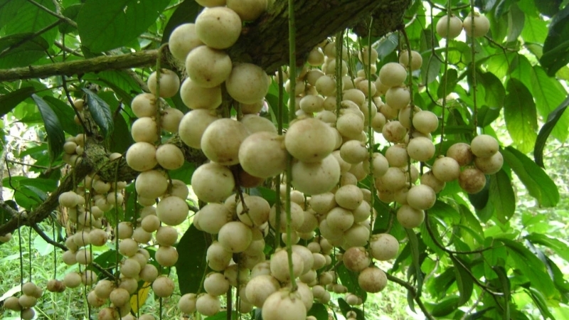 Taste fresh fruits in Mekong Delta orchards