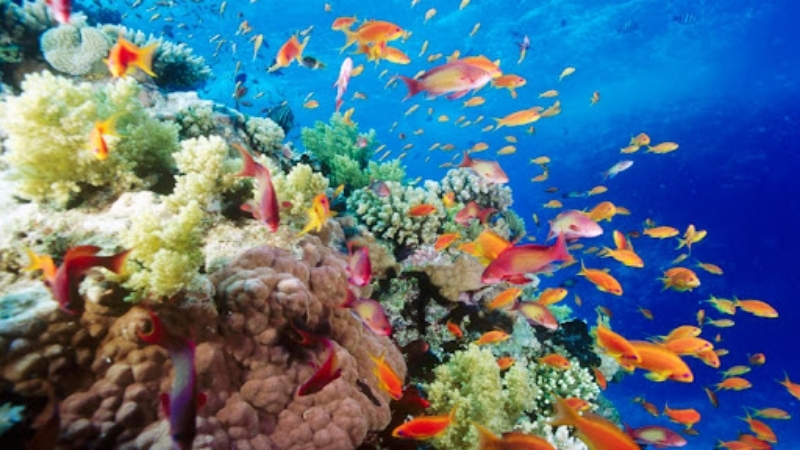 See beautiful coral reef when do Phu Quoc snorkelling