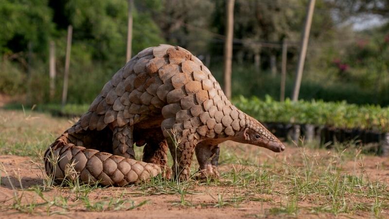 Unique Things To Do In Cambodia Pangolin Rehabilitation Center