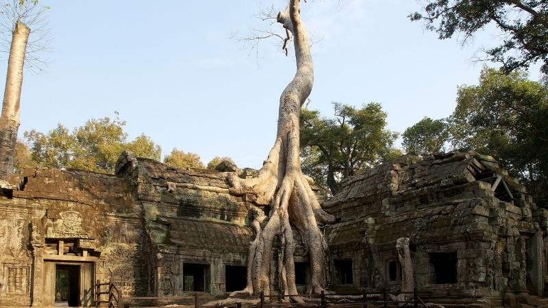 Ta Prohm Temple in Siem Reap