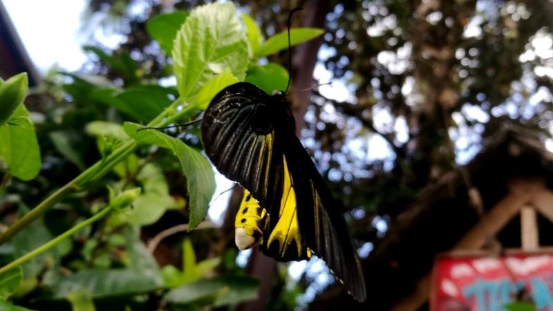Banteay Srey Butterfly Centre - Best Places to visit in Siem Reap