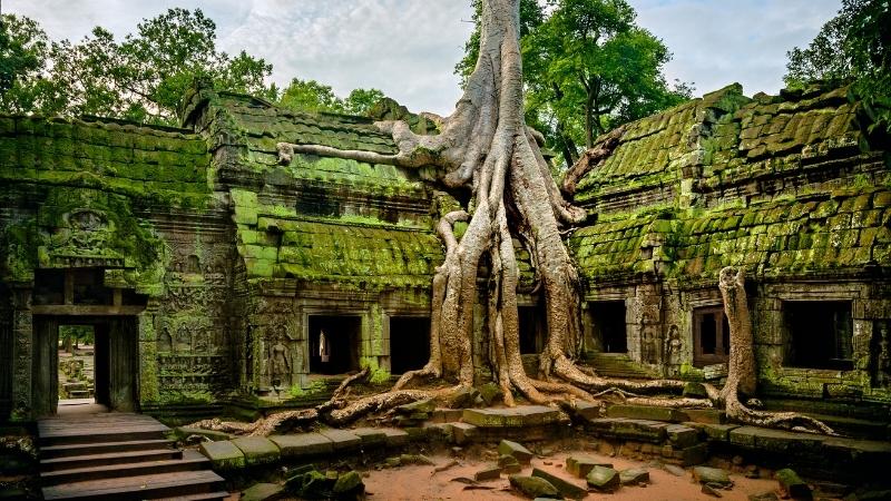 Ta Prohm - Best Places to visit in Siem Reap