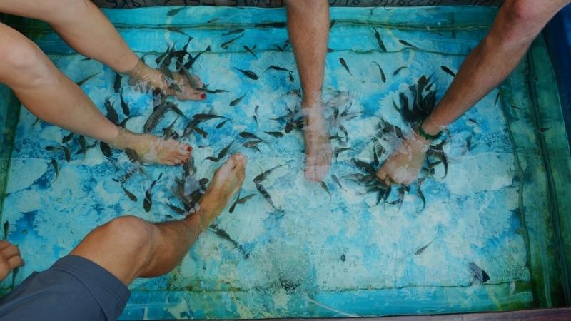 Best Things To Do In Siem Reap Fish Massage