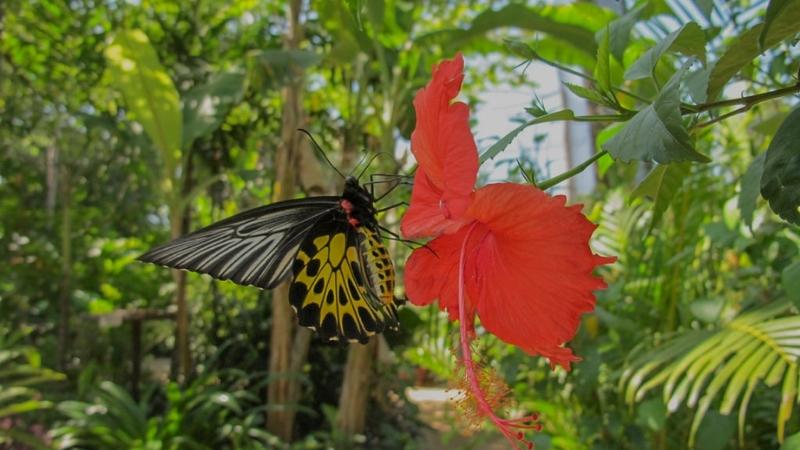 Best Things To Do In Siem Reap Banteay Srey Butterfly Center