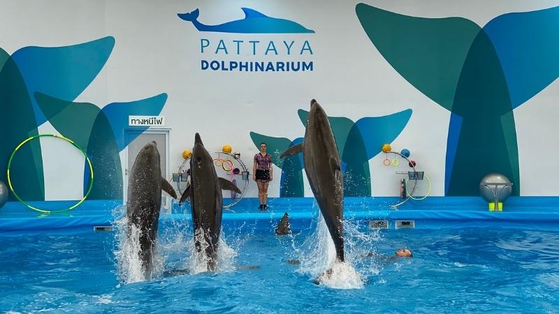 Pattaya Dolphinarium Performance