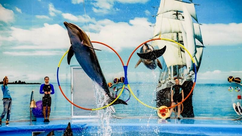Watch the Dolphins Show in Phuket