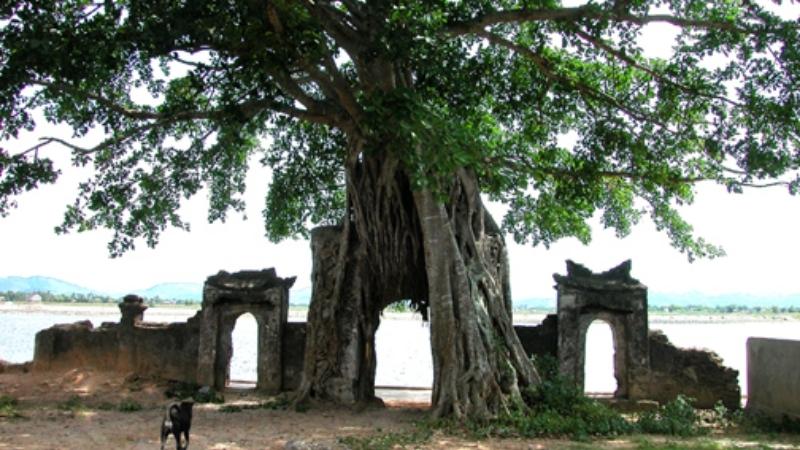Banyan Tree - not to stand 