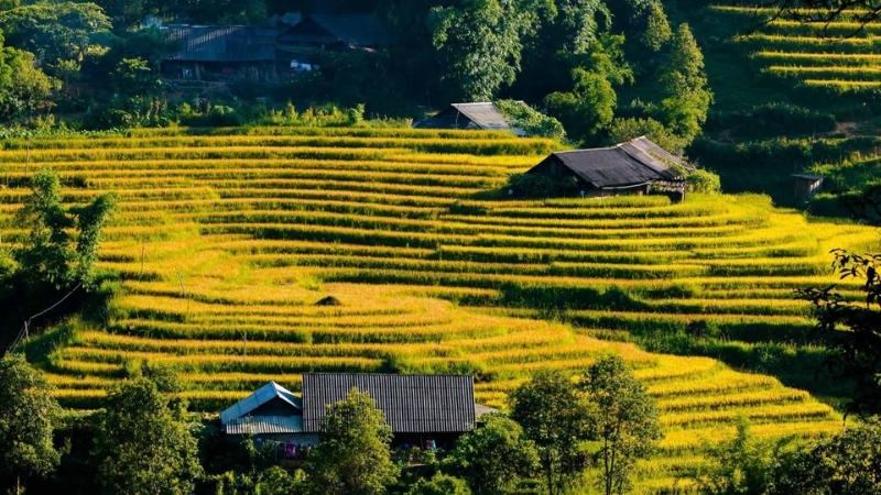 Best Time To Visit Rice Terraces In Sapa