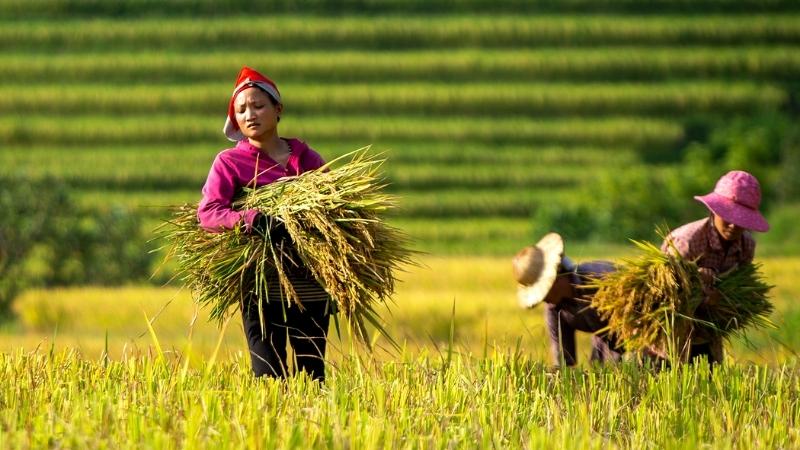 The Farmer In Sapa Rice Terrace Crop