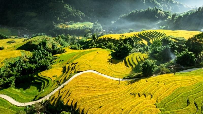 Muong Hoa Valley In Rice Terrace Season