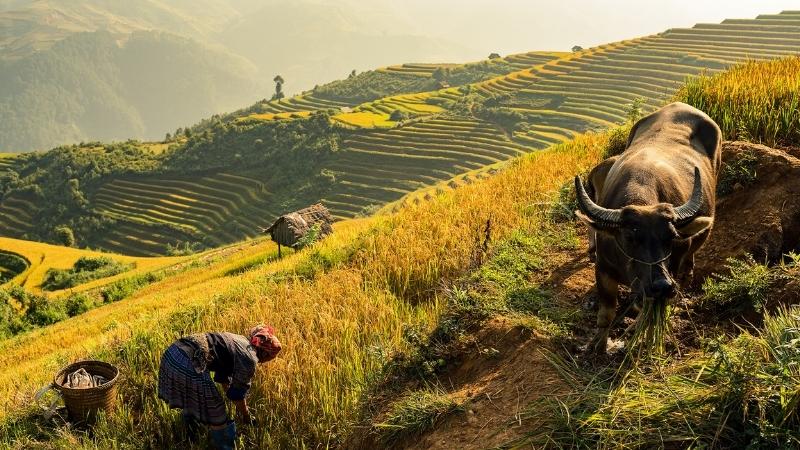 The "natural rice factories" in Sapa of northern Vietnam