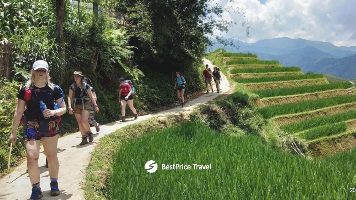 Go Trekking And Admire The Terrace Fields In Sapa