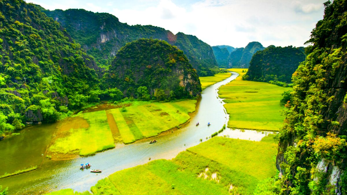 Ngo Dong River In The Ripe Rice Season
