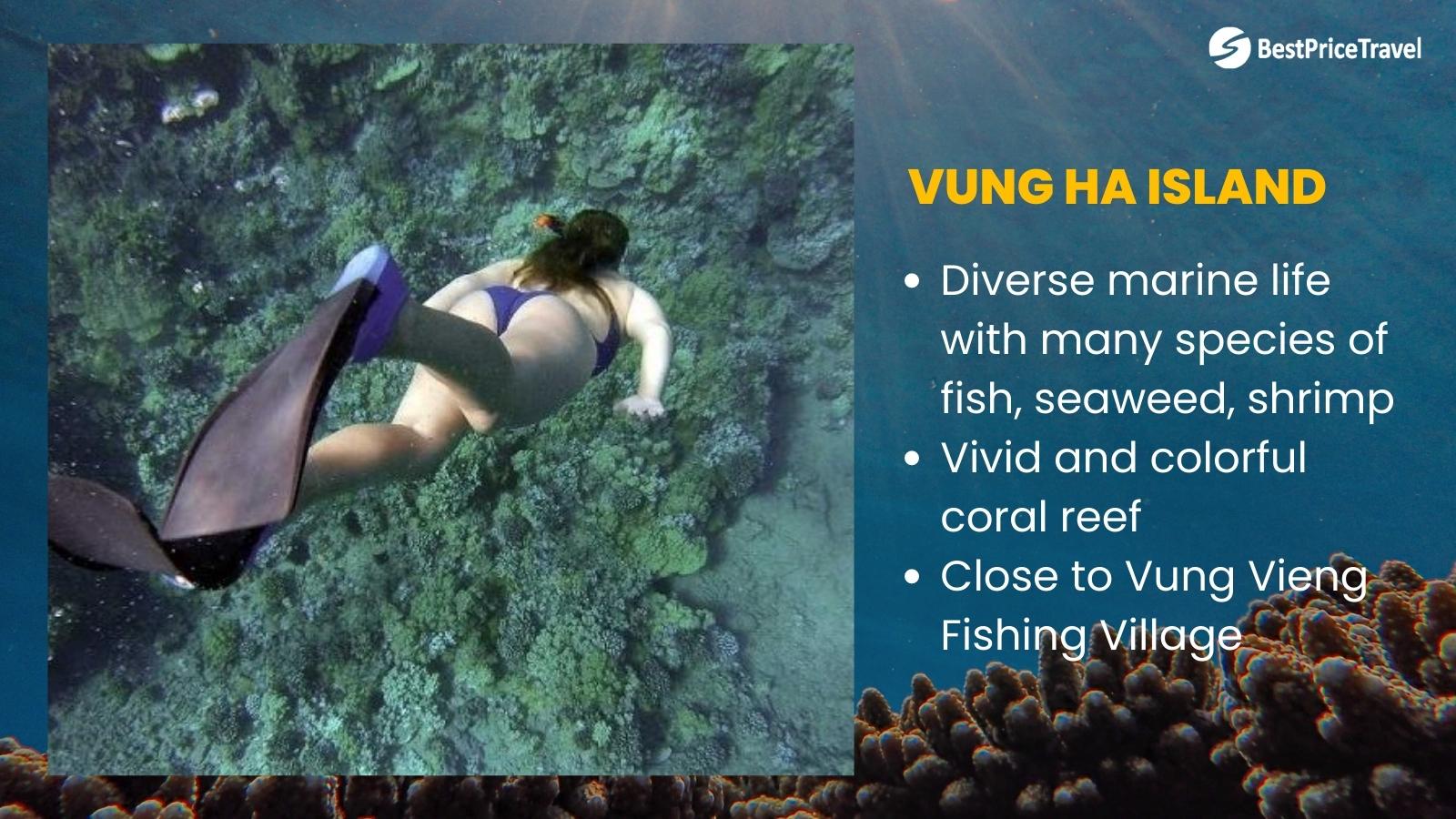 Vung Ha Island Diving