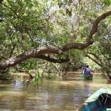 Mangrove Exploration Full Day