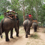 Experience Elephant Village full day