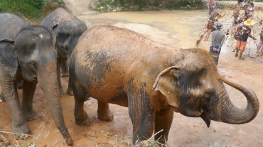 Phuket Elephant Sanctuary Interact