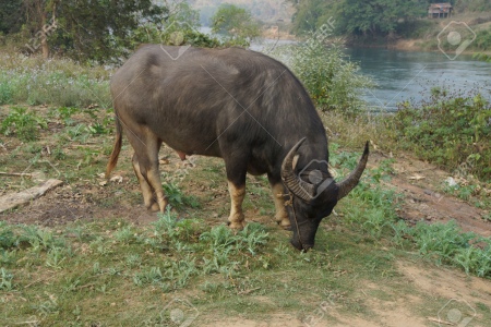 Water Buffalo Along Dokthawaddy River