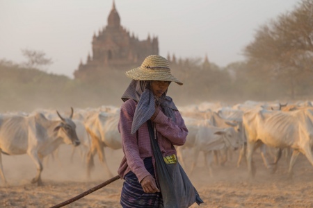 Herder In Bagan Plains