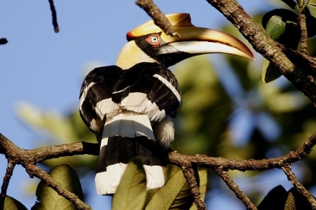 Bird in Ream National Park