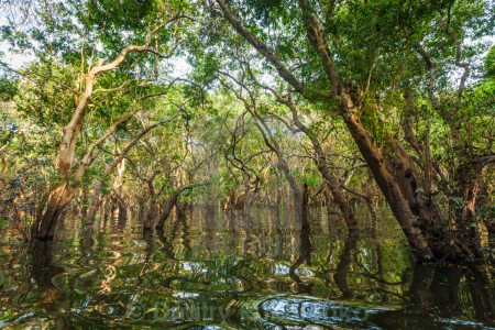 Mangrove Forest 3