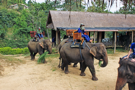 Elephant Conservation CenterAt The Elephant Village