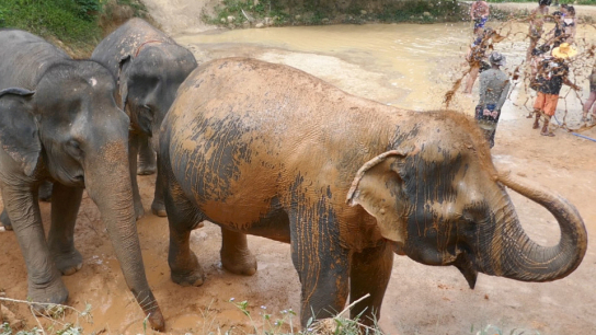 Phuket Elephant Sanctuary Interact