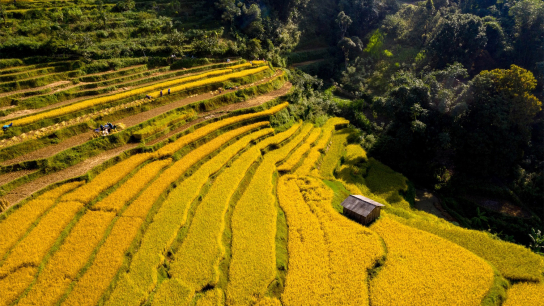 Hill Tribes of North Vietnam & Golden Rice - Private Tour 9 days