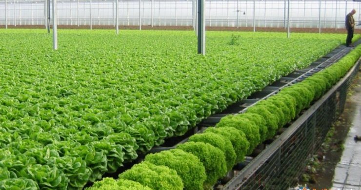 Green Houses Supply Organic Vegetables