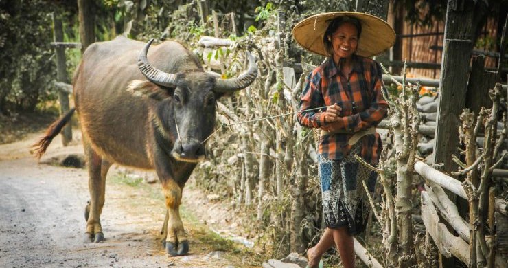 Local in Shan villages
