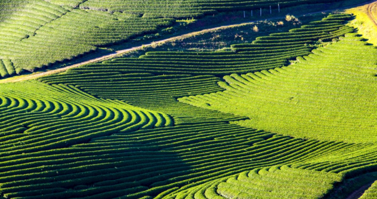 Day 2 Endless Green Tea Hills Of Mai Chau
