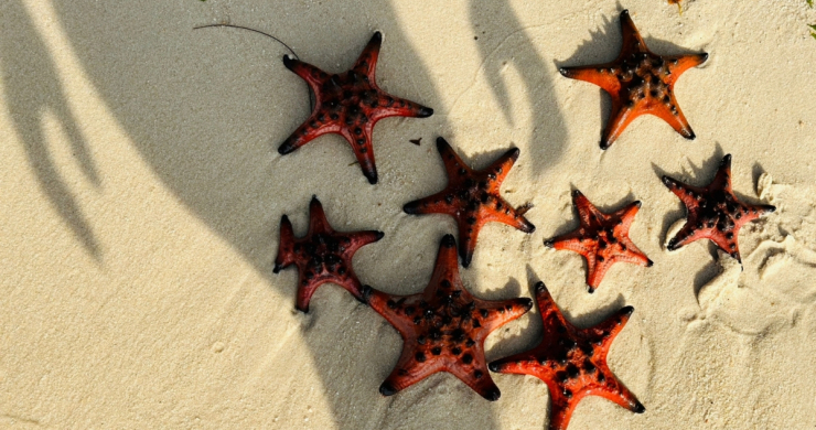 Day 4 See Colorful Starfish At Sao Beach