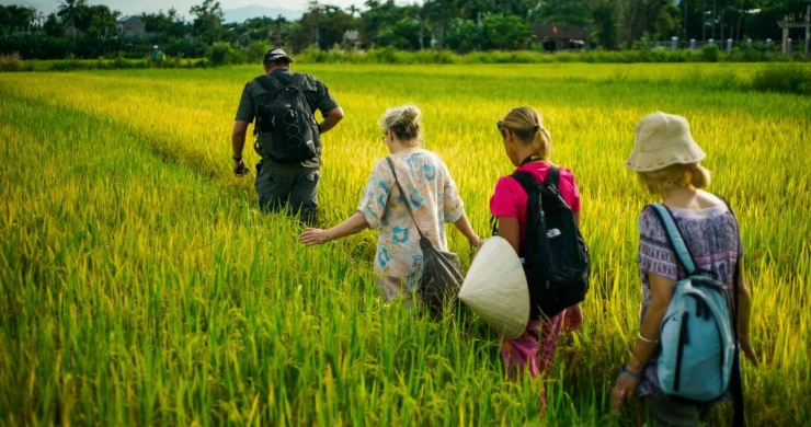 Explore The Breathtaking Rice Fields In Hoi An's Outskirt