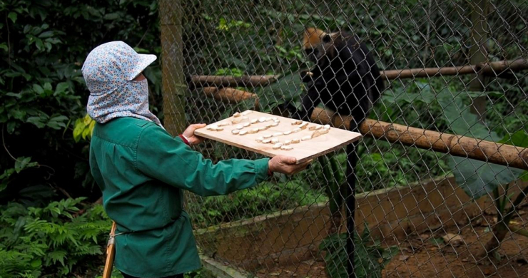 Day 2 See 'nannies' Feeding The Wonderful Primates