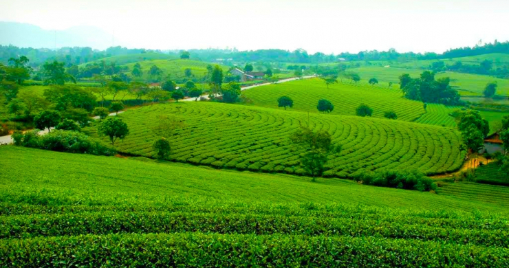 Day 1 Visit The Green Tea Plantation In Tuyen Quang