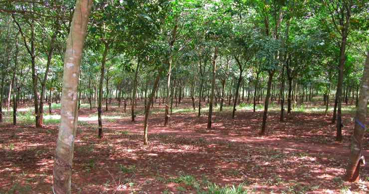 Long Tan Rubber Forest Battlefield