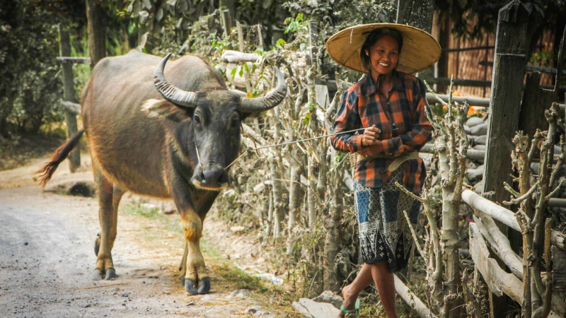 Local in Shan villages